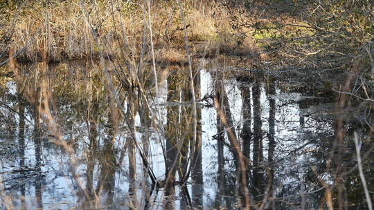 弗吉尼亚树木在沼泽中的倒影