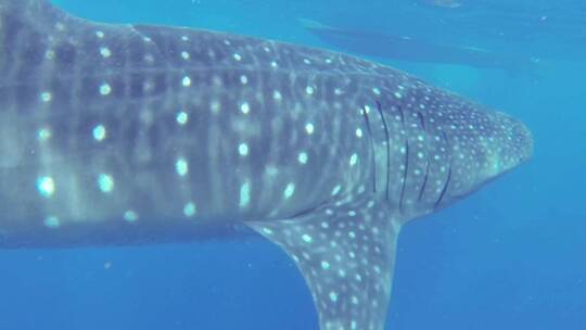 海水中鲸鲨的慢镜头视频