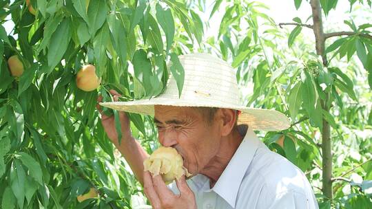 无锡阳山水蜜桃