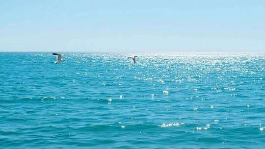 海面上飞翔的海鸥