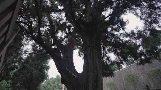 翠云廊古蜀道古柏