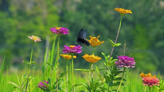 唯美黑蝴蝶在花丛中飞舞五彩花朵花卉植物