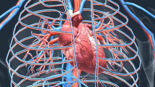 医学人体器官心脏跳动动画