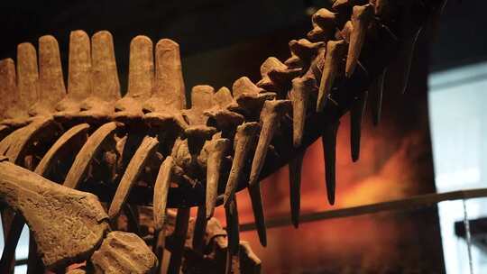 南阳博物馆恐龙化石
