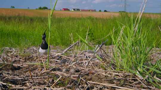 北Lapwing，鸟，巢，蛋