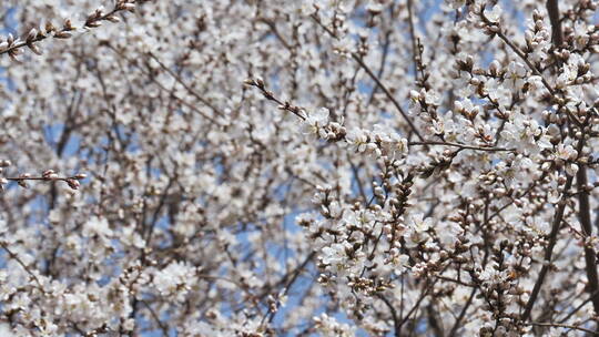 盛开的山桃花