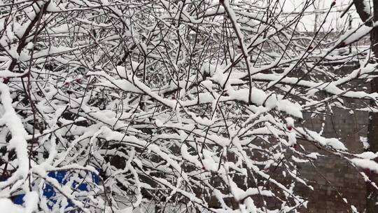 树枝上的积雪雪松落雪