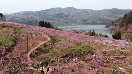 航拍成都龙泉宝狮湖桃花盛开