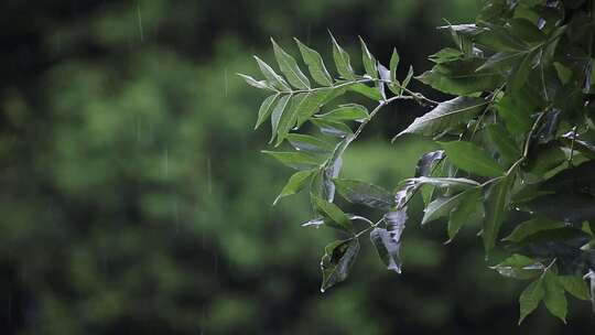 森林下小雨