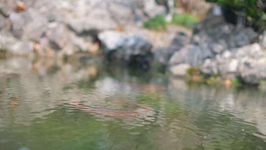 春天秋天公园流水波纹特写视频素材