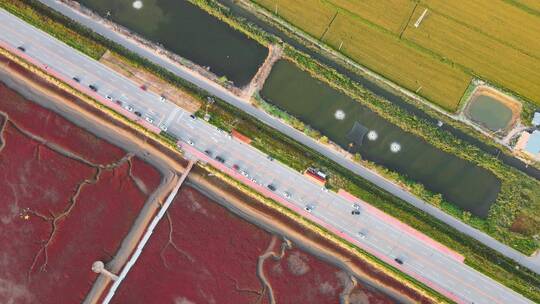 《4K超清》盘锦红海滩稻田画水稻航拍视频素材模板下载