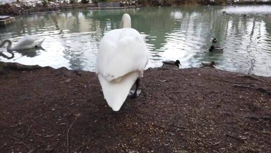 池塘边的天鹅和鸭子视频素材模板下载