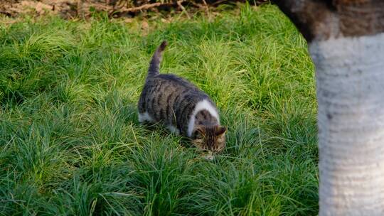 春天在草丛中玩耍的小猫
