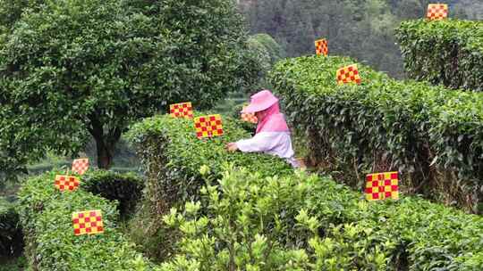 仙人山景区布央茶园航拍