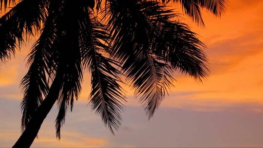 马尔代夫海滩日落时分的棕榈树