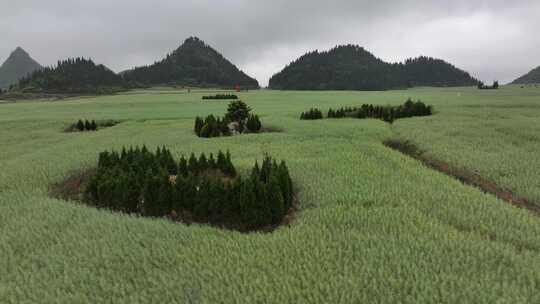 云南罗平油菜花田油菜籽汽车公路航拍