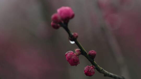 雨中盛开的梅花微距镜头特写