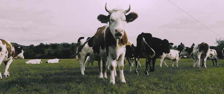 天然生态牧场奶牛