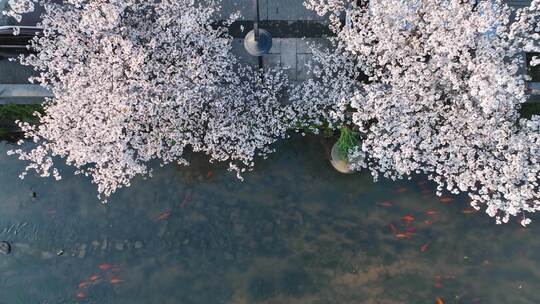 樱花绽放溪流中鱼儿画中游十分诗意