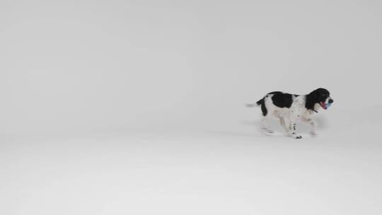 工作室里拍摄玩球的小狗视频素材模板下载
