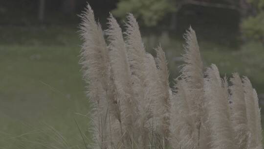 夏日吹风芦苇芦花水草慢镜头