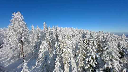 大雪雾凇森林雪景