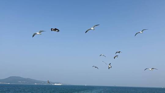 大海海鸥飞翔