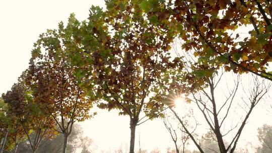 北京秋天公园内阳光穿过树叶