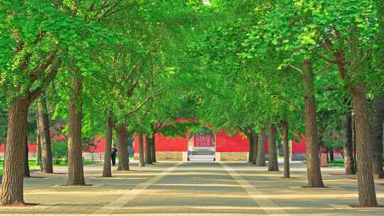 北京中山公园立夏葱绿阳光下银杏树叶