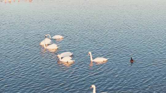 东营黄河入海口湿地鸟类