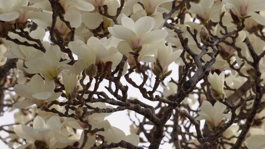 【镜头合集】白色玉兰花鲜花花朵