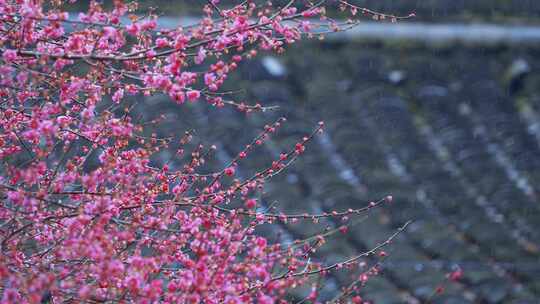 杭州西湖都锦生故居梅花风景