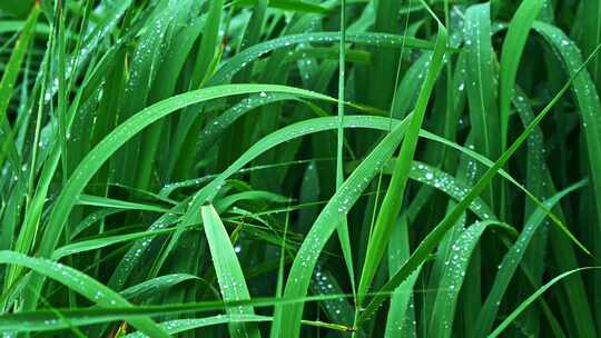 夏季下雨天植物树叶雨滴水滴水珠特写