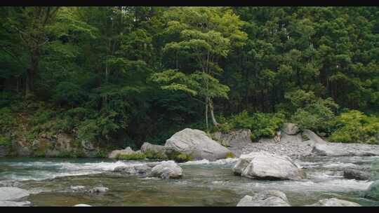 河流急流流过大石头和树木