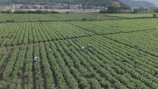 茉莉花田航拍(DJI AIR3 DLOG)