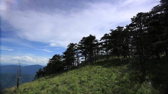 宣传片大气绿色和谐秦岭森林延时摄影实拍