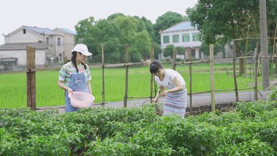 农村美女菜园子摘辣椒-青辣椒合集