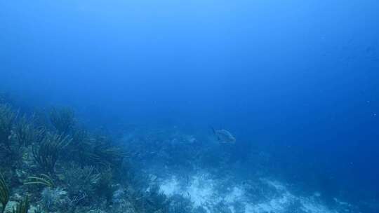 Tarpon，鱼，水下，海洋生物