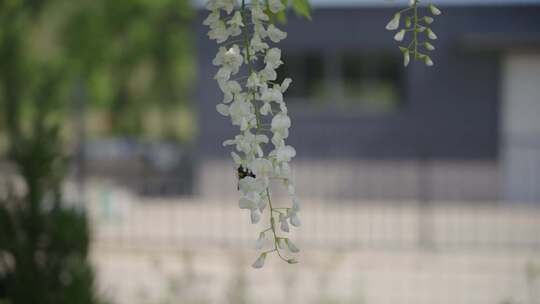 花 蜜蜂特写 春天 自然风光 蜜蜂采蜜 昆虫