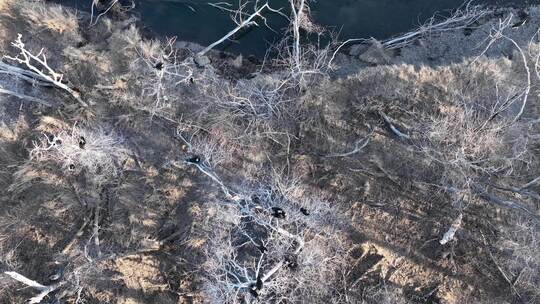 大兴安岭自然风光春天湿地风景候鸟归来