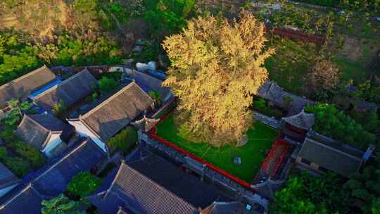 西安古观音禅寺千年银杏树