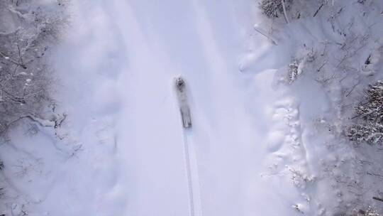 森林树林道路上滑动的机动雪橇
