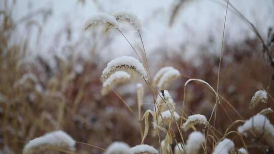 冬季雪花飘落到植物上的雪景