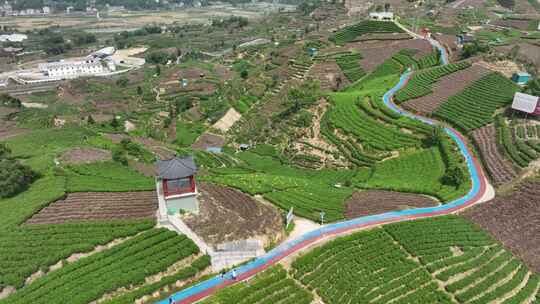 航拍福建宁德福鼎茶山白茶祖地