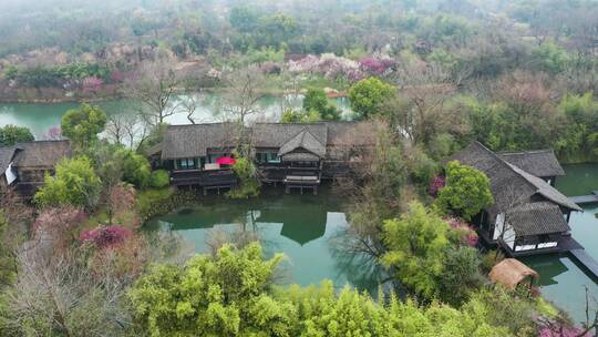 初春江南湿地庭院梅花盛开季节杭州西溪湿地