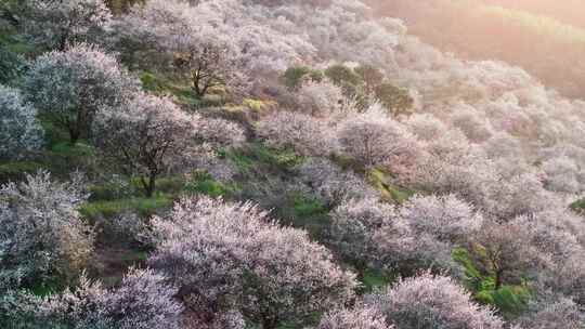 福州永泰青梅花航拍合集（葛岭万石村）