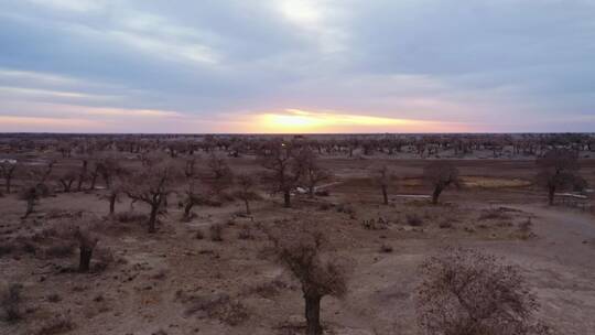 内蒙古额济纳弱水胡杨林航拍