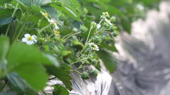 草莓园 农田 农业作物 水果 绿色植物 温室