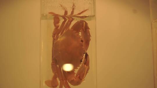 小龙虾螃蟹皮皮虾蛤蜊标本