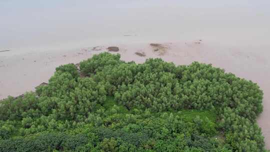 海湾滩涂边的无瓣海桑树航拍